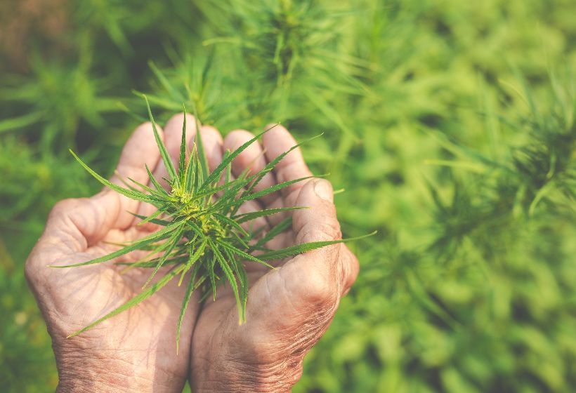 farmers-hold-marijuana-cannabis-trees-their-farms (1)